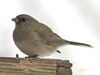 Slate-colored Dark-eyed Junco female